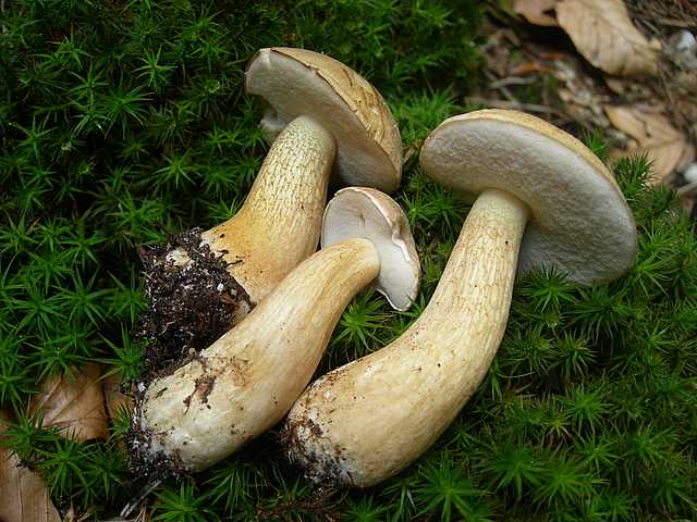 Tylopilus felleus: scheda fotografica